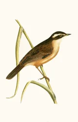 Bartrohrsänger, Illustration aus 