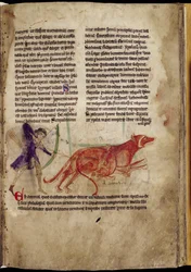 Ms 254, f.19r: Jäger, der einen Pfeil auf zwei Biber zielt, aus einem Bestiarium, frühes 13. Jahrhundert