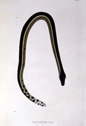 Nalla Wahlagillee Pam Schlange aus 