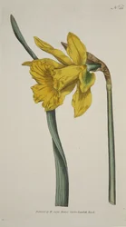 Narcissus Major (Große Narzisse), aus The Botanical Magazine or Flower Garden Displayed, veröffentlicht 1793 (handkolorierte Gravur)