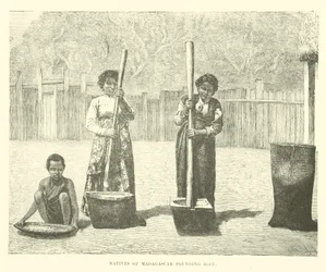 Einheimische von Madagaskar stampfen Reis
