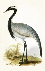 Numidischer Kranich, Illustration aus 