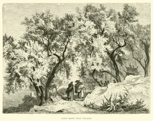 Olivenhain bei Venafro