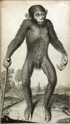 Orang-Outang, sive Homo Sylvestris: oder die Anatomie eines Pygmäen im Vergleich mit der eines Affen, eines Menschenaffen und eines Menschen, von Martha E. Tyson
