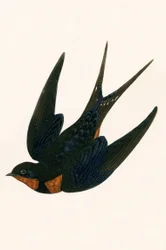 Orientalische Rauchschwalbe, Illustration aus 