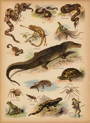 Seite aus Die kleine Volksbilder Naturgeschichte, ca. 1900