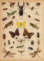 Seite aus The Little Folks’ Picture Natural History, ca. 1900