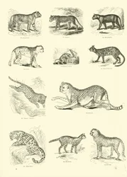 Seite aus dem Pictorial Museum of Animated Nature