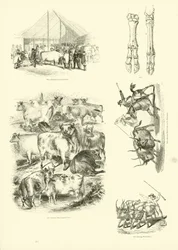 Seite aus dem Bildmuseum der belebten Natur