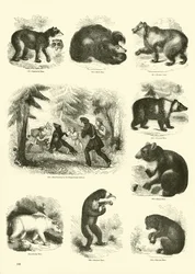 Seite aus dem Bildmuseum der belebten Natur