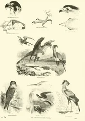 Seite aus dem Bildmuseum der belebten Natur