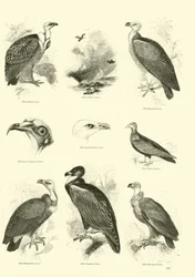 Seite aus dem Bildmuseum der belebten Natur