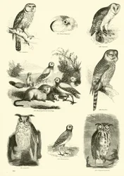 Seite aus dem Bildmuseum der belebten Natur