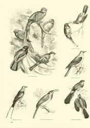 Seite aus dem Bildmuseum der belebten Natur