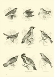 Seite aus dem Bildmuseum der belebten Natur