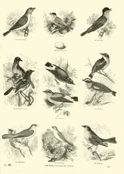 Seite aus dem Bildmuseum der belebten Natur