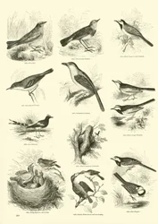 Seite aus dem Bildmuseum der belebten Natur