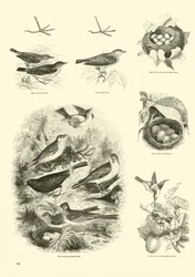 Seite aus dem Bildmuseum der belebten Natur