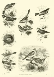Seite aus dem Bildmuseum der belebten Natur