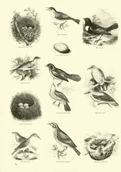 Seite aus dem Bildmuseum der belebten Natur