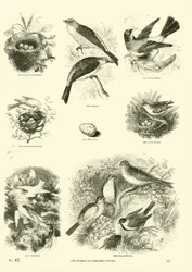 Seite aus dem Bildmuseum der belebten Natur