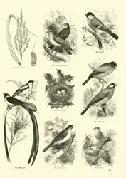 Seite aus dem Bildmuseum der belebten Natur