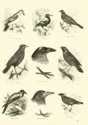 Seite aus dem Bildmuseum der belebten Natur