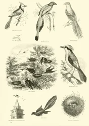 Seite aus dem Bildmuseum der belebten Natur