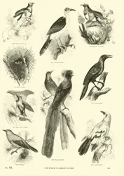 Seite aus dem Bildmuseum der belebten Natur
