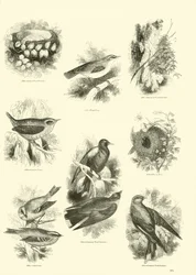 Seite aus dem Bildmuseum der belebten Natur