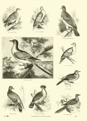 Seite aus dem Bildmuseum der belebten Natur