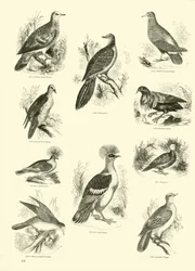 Seite aus dem Bildmuseum der belebten Natur