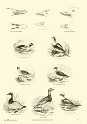 Seite aus dem Bildmuseum der belebten Natur