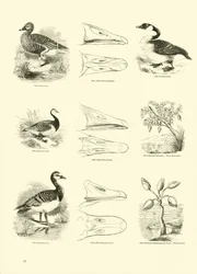 Seite aus dem Bildmuseum der belebten Natur