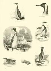 Seite aus dem Bildmuseum der belebten Natur