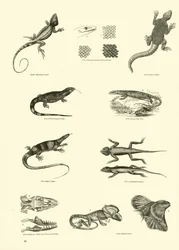 Seite aus dem Bildmuseum der belebten Natur