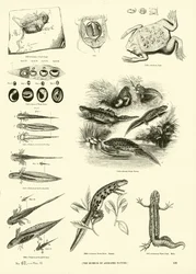 Seite aus dem Bildmuseum der belebten Natur