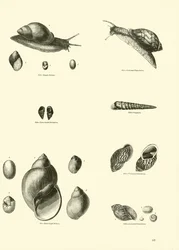 Seite aus dem Bildmuseum der belebten Natur