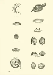 Seite aus dem Bildmuseum der belebten Natur