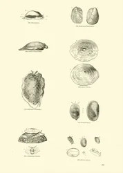 Seite aus dem Bildmuseum der belebten Natur