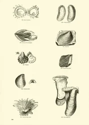 Seite aus dem Bildmuseum der belebten Natur