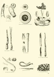 Seite aus dem Bildmuseum der belebten Natur