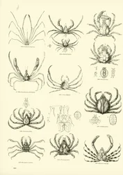 Seite aus dem Bildmuseum der belebten Natur