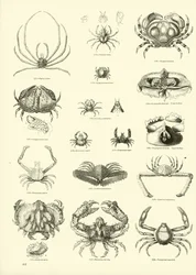 Seite aus dem Bildmuseum der belebten Natur