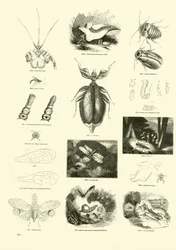 Seite aus dem Bildmuseum der belebten Natur