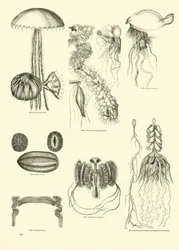 Seite aus dem Bildmuseum der belebten Natur