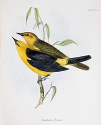 Paar von Xanthornus Flaviceps, Illustration aus Die Zoologie der Reise der H.M.S. Beagle, 1832-36, von Charles Darwin, 1840
