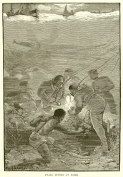 Perlentaucher bei der Arbeit