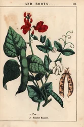 Erbsen und Stangenbohnen mit scharlachroten und weißen Blüten, aus "The Instructive Picturebook, or Lessons from the Vegetable World," [Charlotte Mary Yonge], Edinburgh