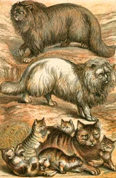 Perserkatze, Angorakatze, Hauskatze und Kätzchen